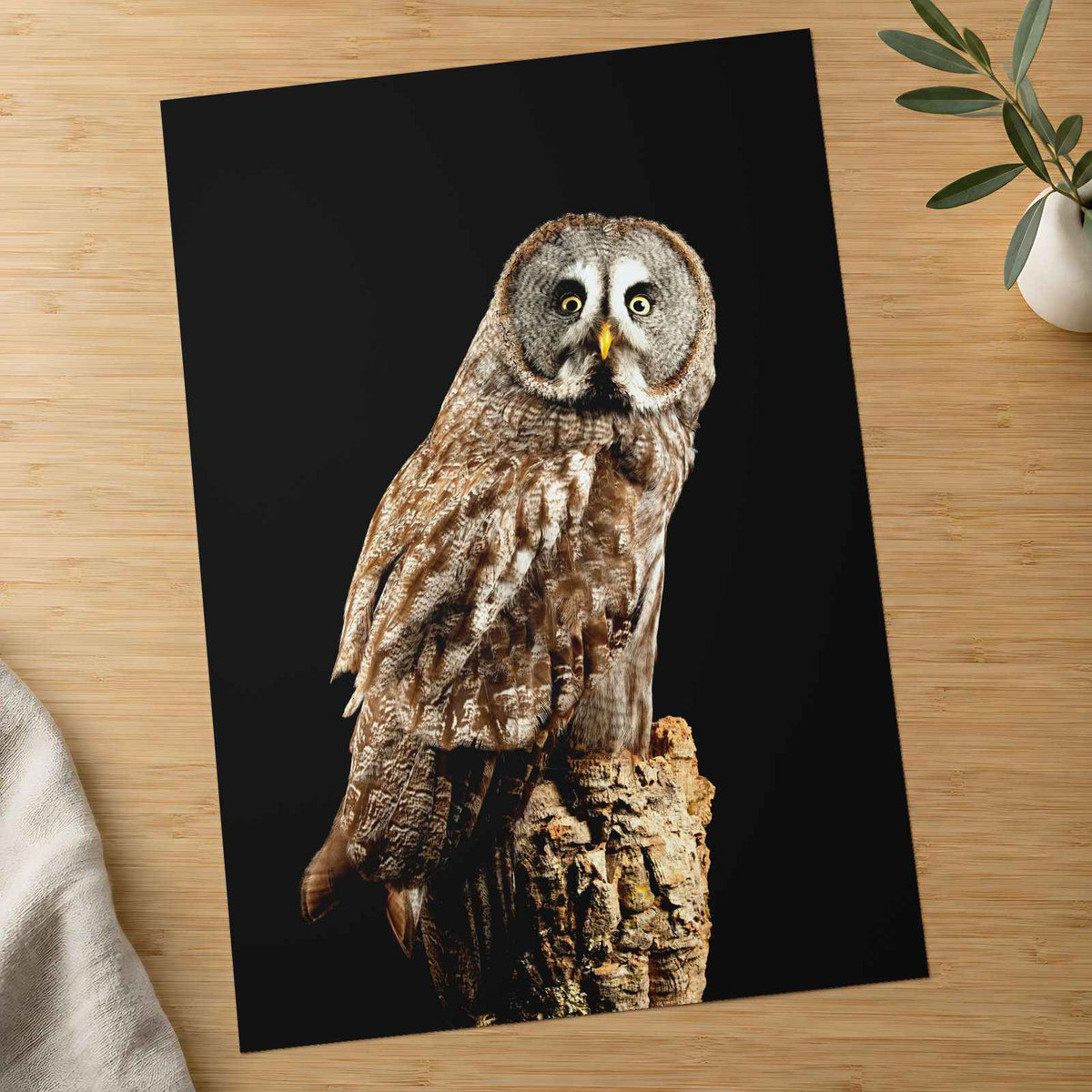 Studio Portrait of Great Grey Owl Photo Wall Art (7 Sizes) - Shipped Flat