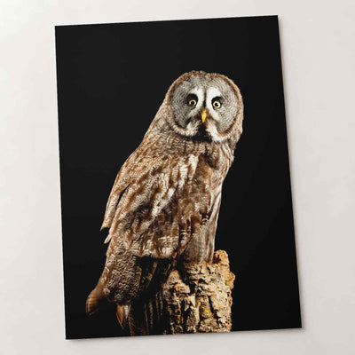 Studio Portrait of Great Grey Owl Photo Wall Art (7 Sizes) - Shipped Flat