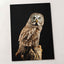 Studio Portrait of Great Grey Owl Photo Wall Art (7 Sizes) - Shipped Flat
