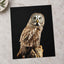 Studio Portrait of Great Grey Owl Photo Wall Art (7 Sizes) - Shipped Flat