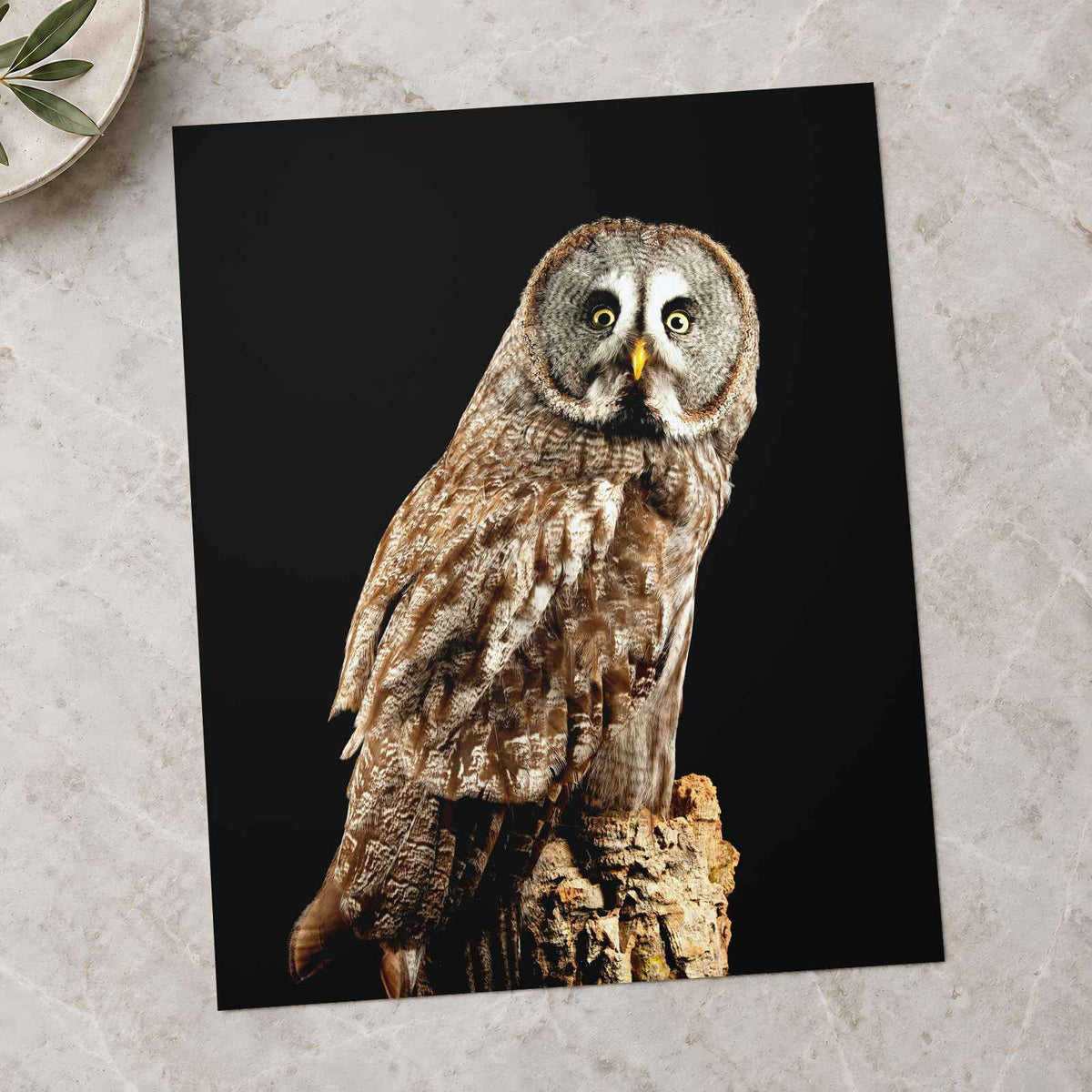 Studio Portrait of Great Grey Owl Photo Wall Art (7 Sizes) - Shipped Flat