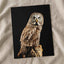 Studio Portrait of Great Grey Owl Photo Print Wall Decor