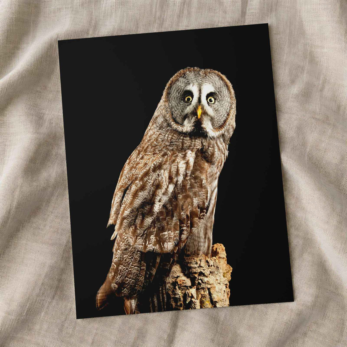 Studio Portrait of Great Grey Owl Photo Print Wall Decor