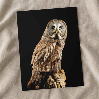 Studio Portrait of Great Grey Owl Photo Print Wall Decor
