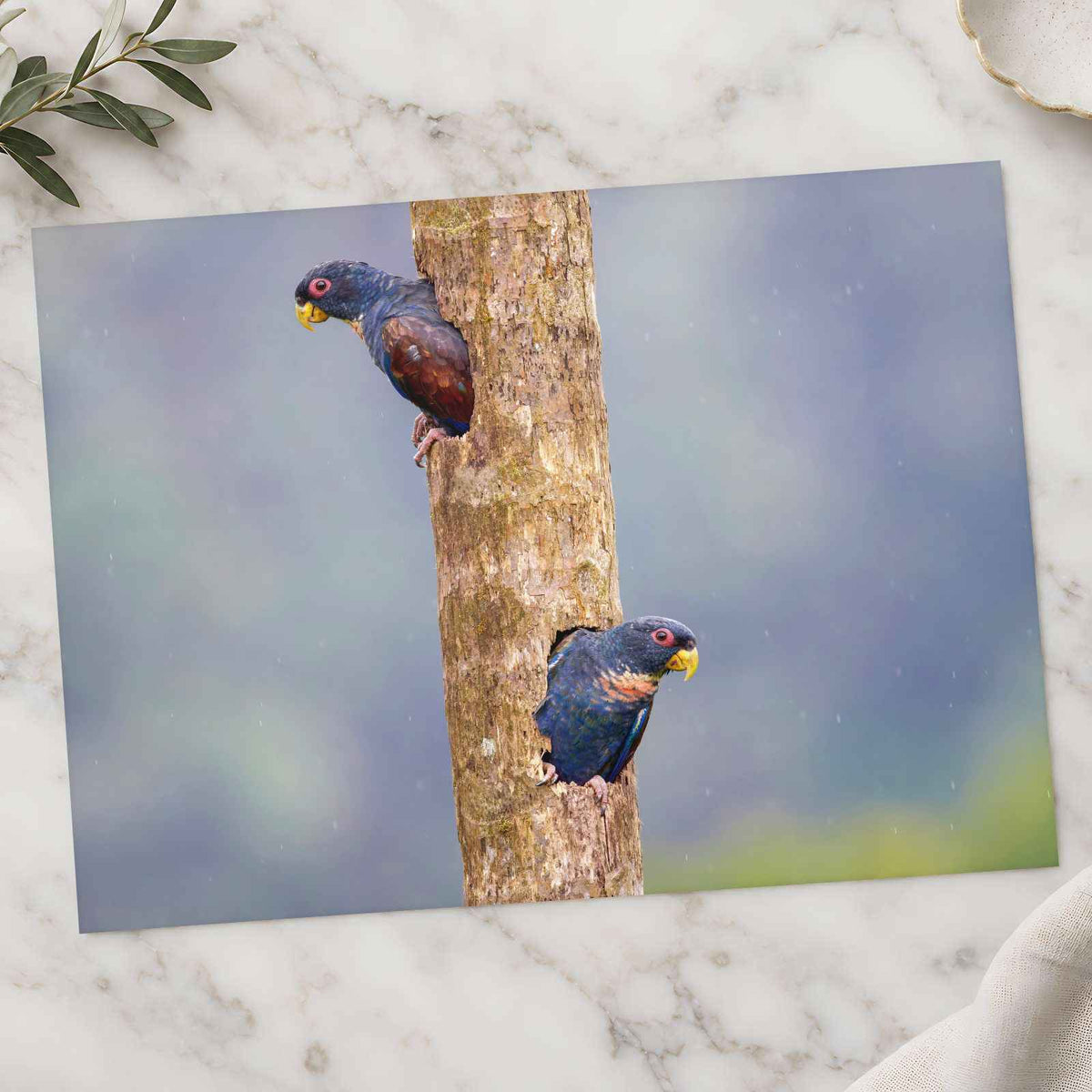 Parrots Peeking Out of Tree Photography Print (7 Sizes) - Frameable