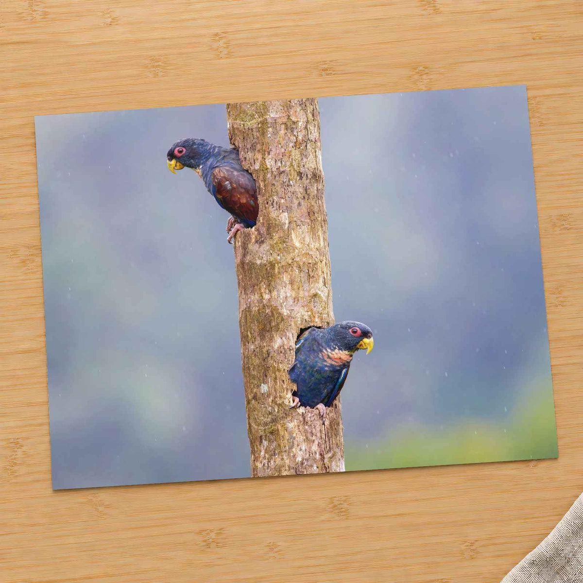 Parrots Peeking Out of Tree Photography Print (7 Sizes) - Frameable
