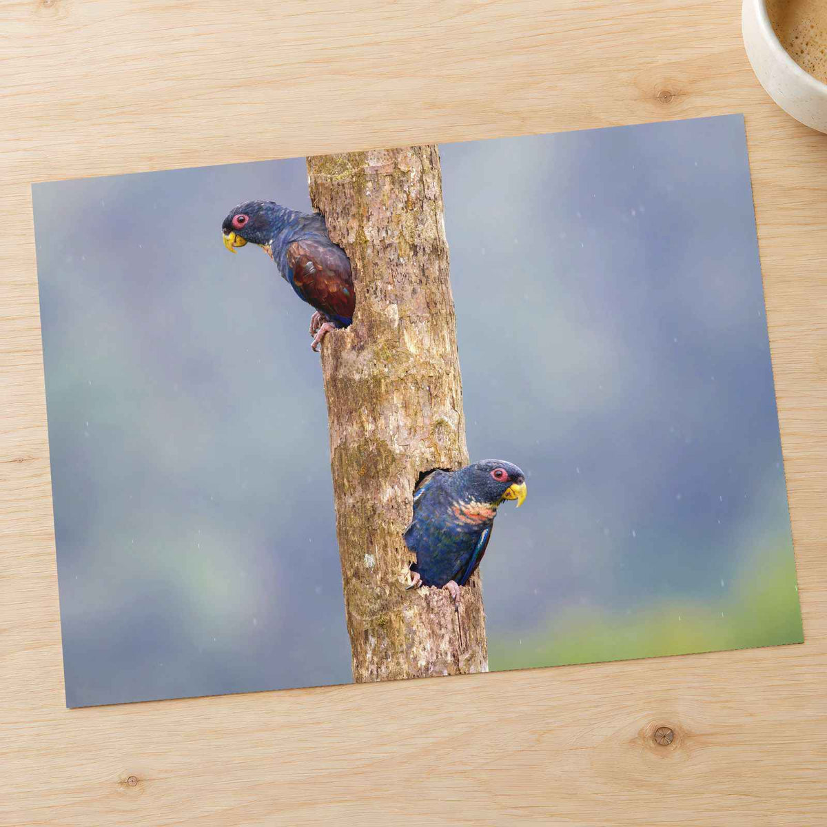Parrots Peeking Out of Tree Photography Print (7 Sizes) - Frameable