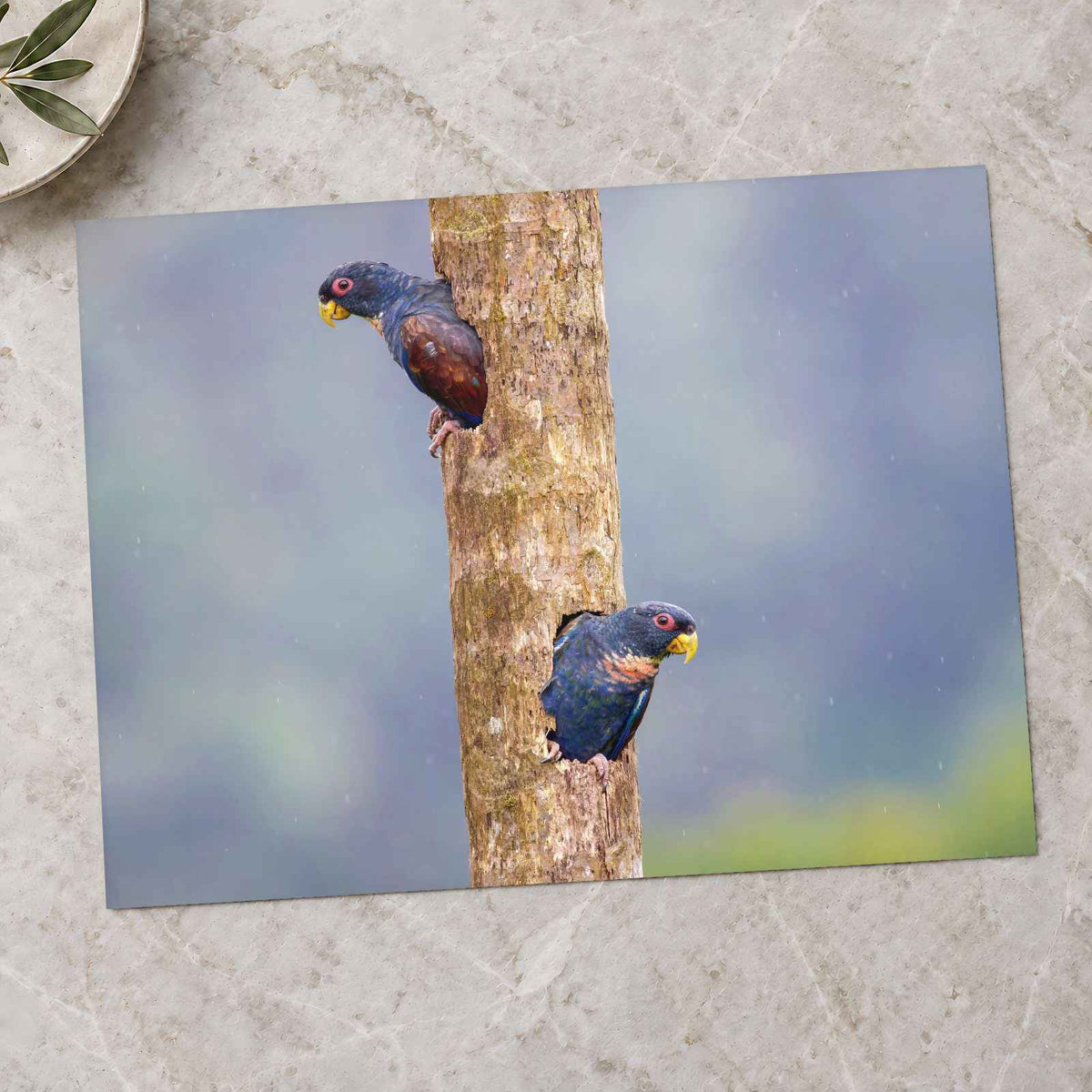 Parrots Peeking Out of Tree by Zdeněk Macháček Photo Print Wall Decor
