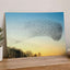 Flock of Starlings Above Trees Photo Wall Print (7 Sizes) - Shipped Flat