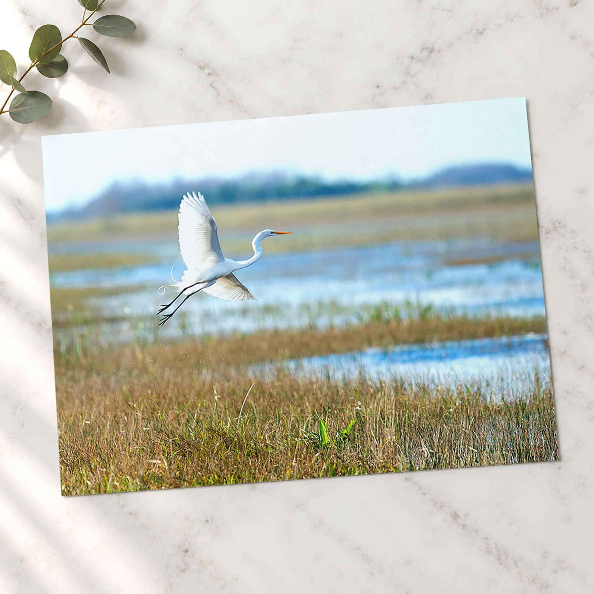 Egret Flying Over Marsh in Everglades Florida Photo Print (5 Sizes) - Frameable