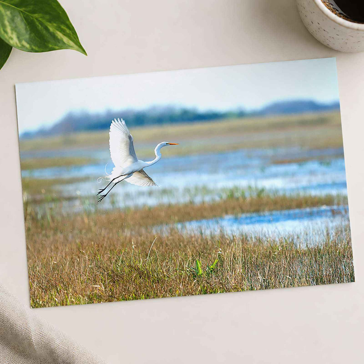 Egret Flying Over Marsh in Everglades Florida Photo Print (5 Sizes) - Frameable