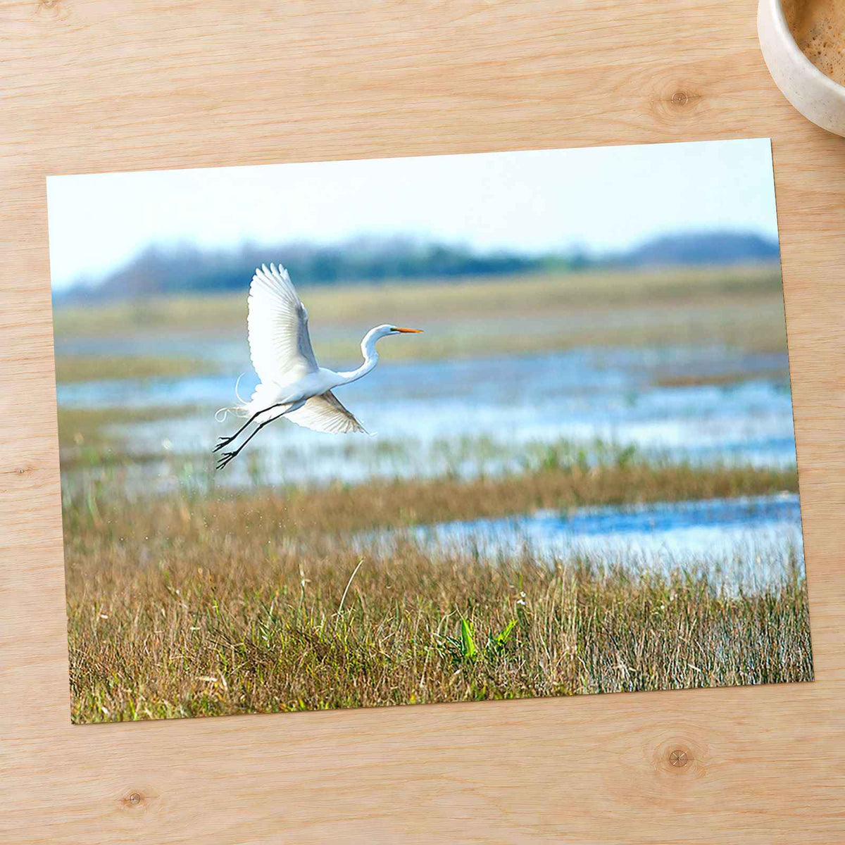 Egret Flying Over Marsh in Everglades Florida Photo Print (5 Sizes) - Frameable