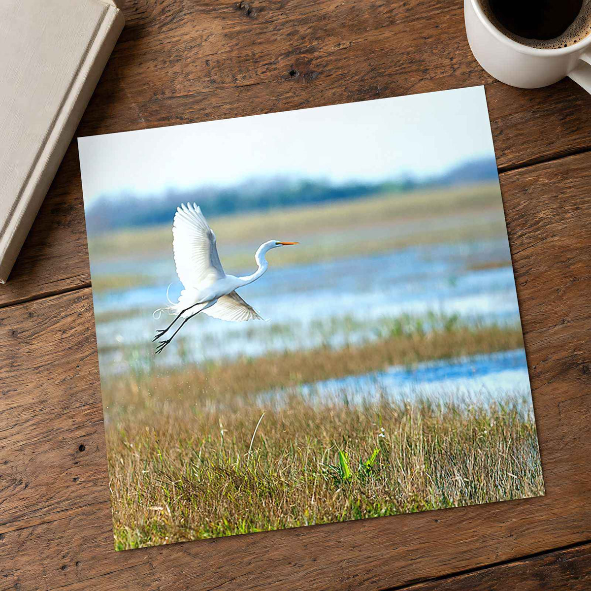 Egret Flying Over Marsh in Everglades Florida Photo Print (5 Sizes) - Frameable