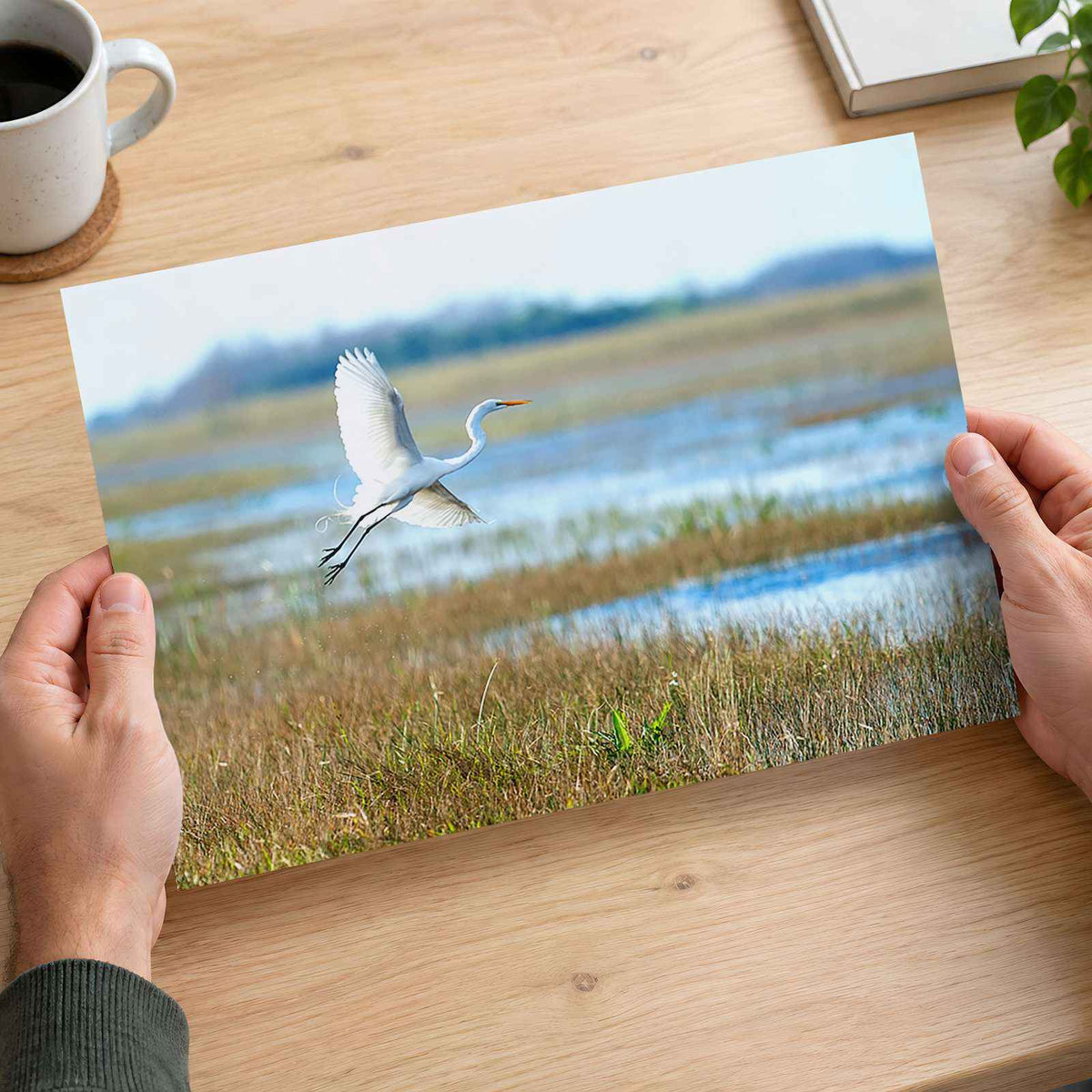 Egret Flying Over Marsh in Everglades Florida Photo Print (5 Sizes) - Frameable