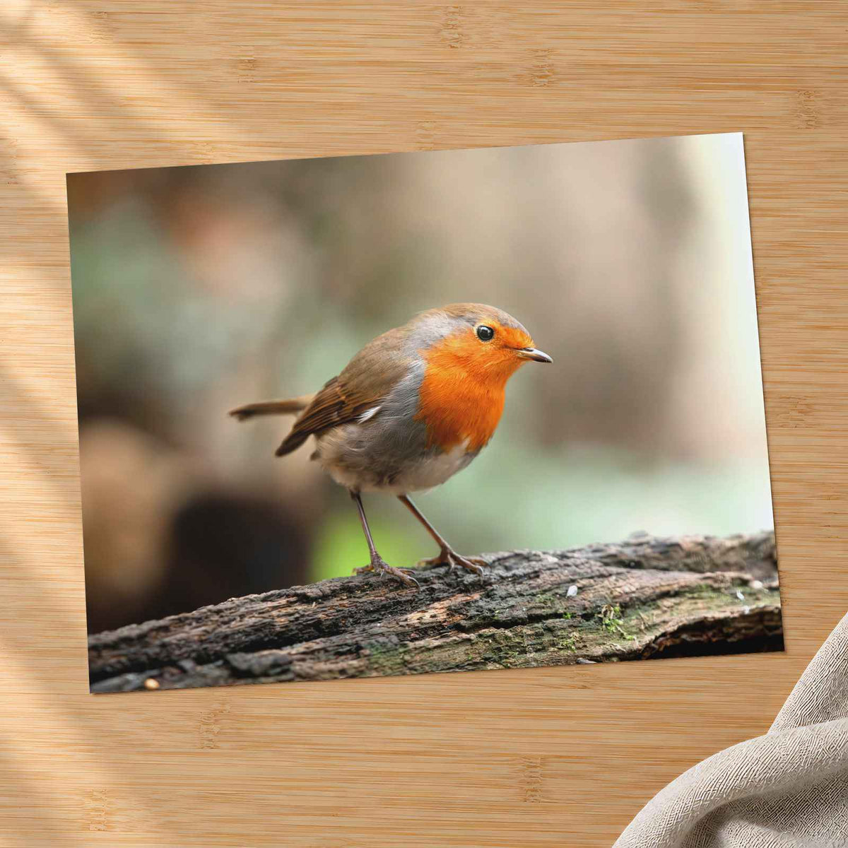 European Robin Sitting on Tree Branch Photo Print (7 Sizes) - Heavyweight