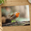 European Robin Sitting on Tree Branch Photo Print (7 Sizes) - Heavyweight