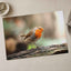 European Robin Sitting on Tree Branch Photo Print (7 Sizes) - Heavyweight