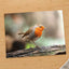 European Robin Sitting on Tree Branch Photo Print (7 Sizes) - Heavyweight