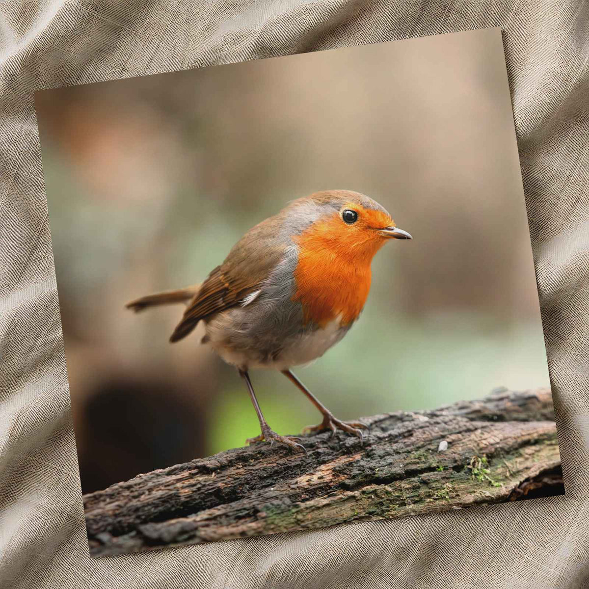 European Robin Sitting on Tree Branch Photo Print (7 Sizes) - Heavyweight