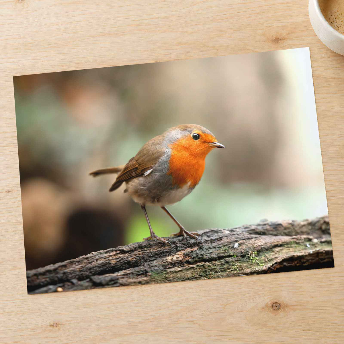 European Robin Sitting on Tree Branch Photo Print (7 Sizes) - Heavyweight