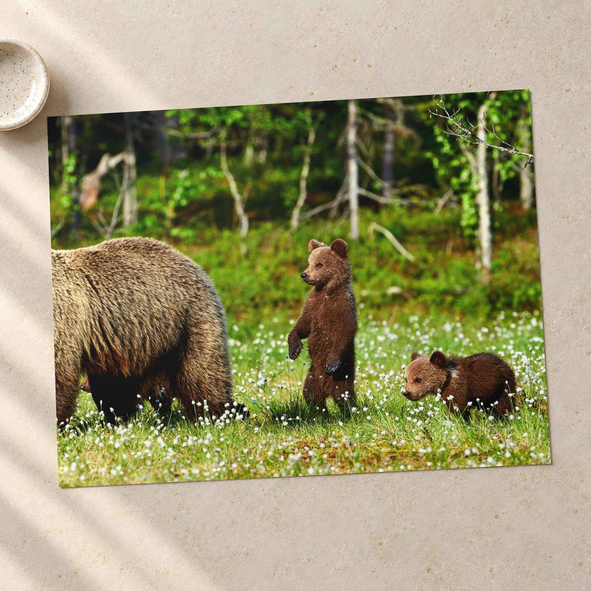 Mother Bear Protects Her Cubs Photo Wall Print (7 Sizes) - Ready to Frame