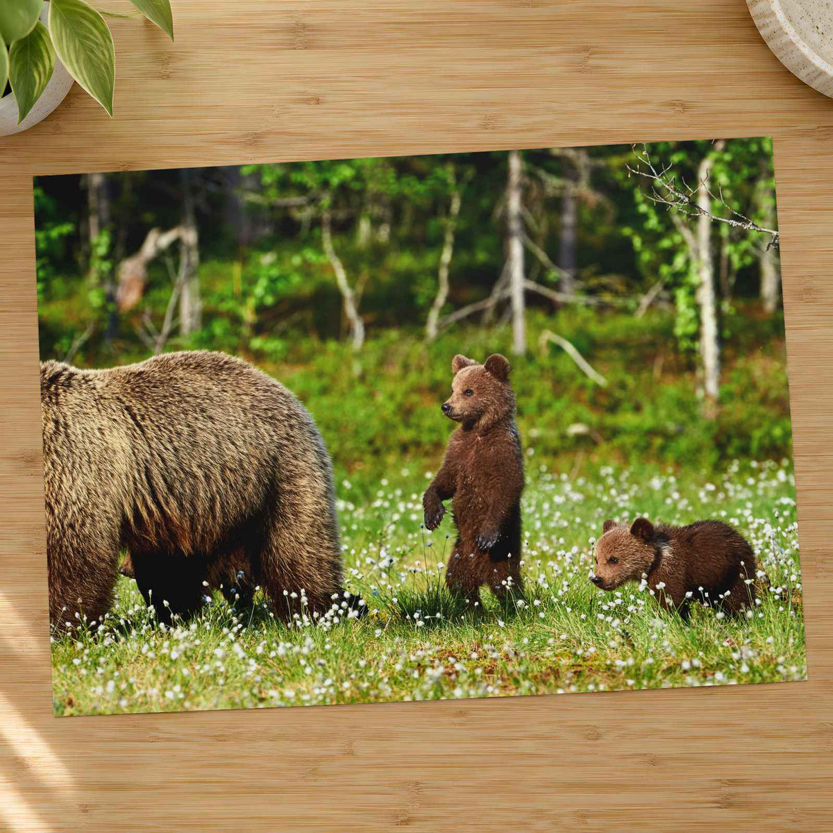 Mother Bear Protects Her Cubs Photo Wall Print (7 Sizes) - Ready to Frame