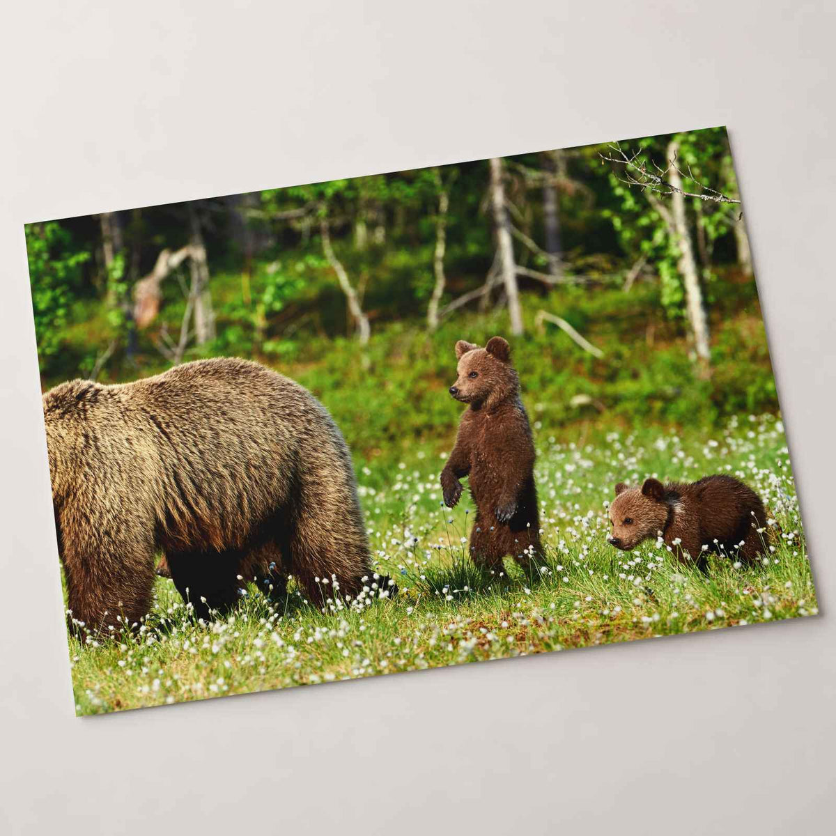 Mother Bear Protects Her Cubs Photo Wall Print (7 Sizes) - Ready to Frame