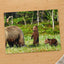 Mother Bear Protects Her Cubs Photo Wall Print (7 Sizes) - Ready to Frame