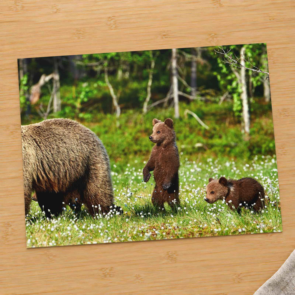 Mother Bear Protects Her Cubs Photo Wall Print (7 Sizes) - Ready to Frame
