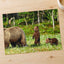 Mother Bear Protects Her Cubs Photo Wall Print (7 Sizes) - Ready to Frame