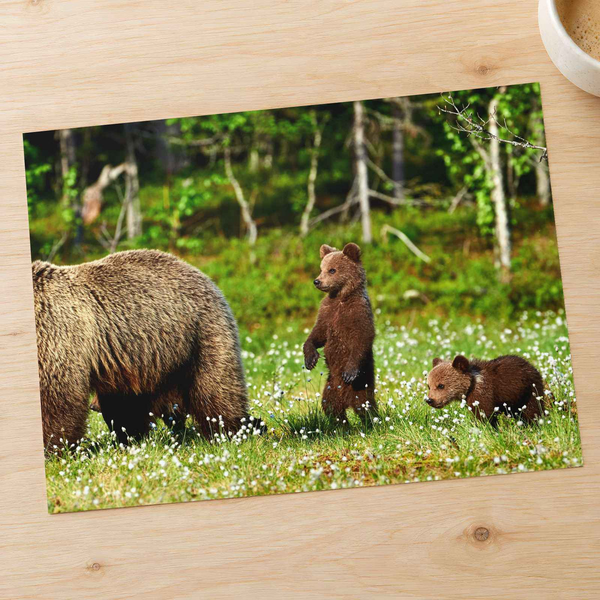 Mother Bear Protects Her Cubs Photo Wall Print (7 Sizes) - Ready to Frame