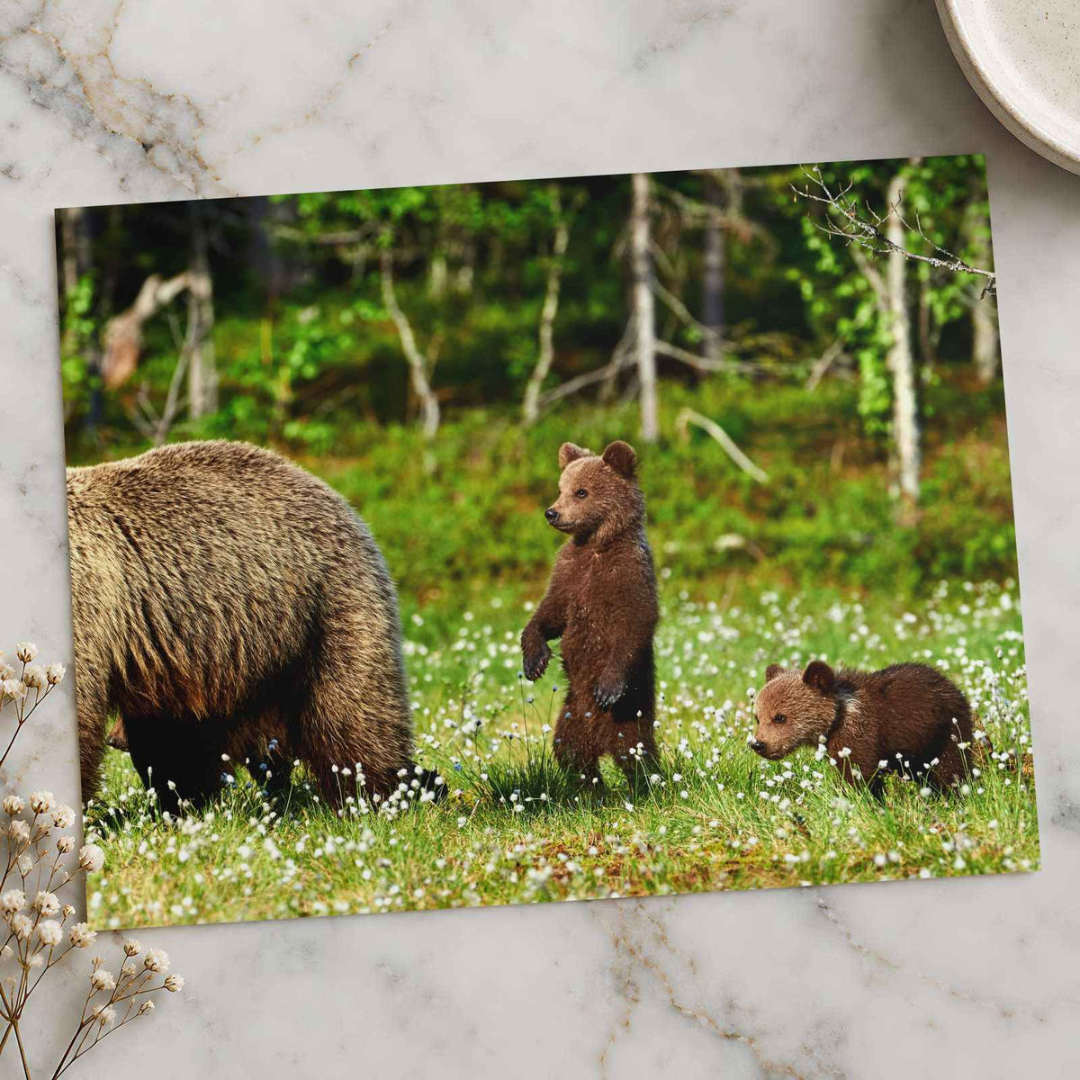 Mother Bear Protects Her Cubs Photo Print Wall Decor