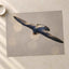 Peregrine Falcon in Flight Photography Print (7 Sizes) - Satin Luster