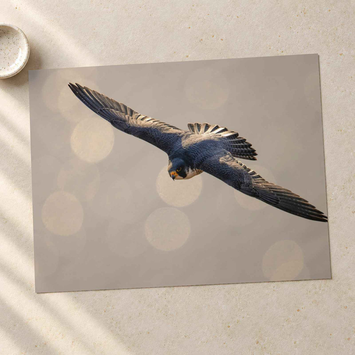 Peregrine Falcon in Flight Photography Print (7 Sizes) - Satin Luster
