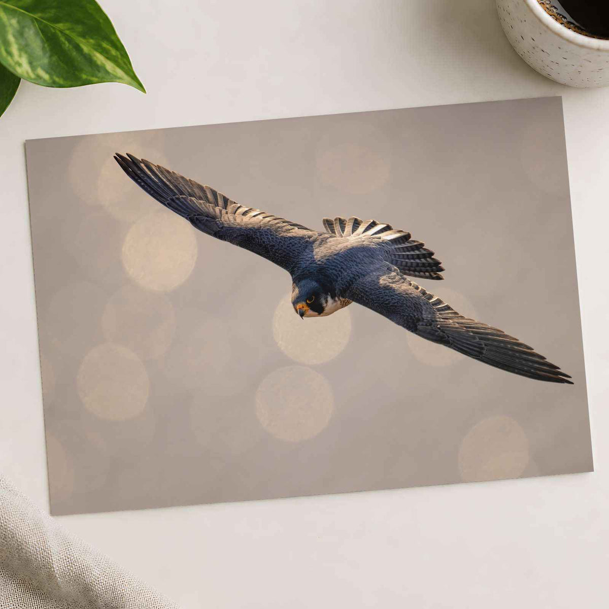 Peregrine Falcon in Flight Photography Print (7 Sizes) - Satin Luster