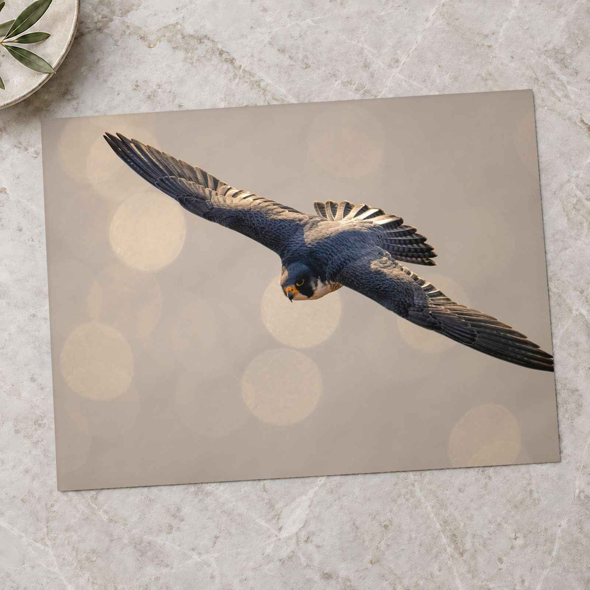 Peregrine Falcon in Flight Photography Print (7 Sizes) - Satin Luster