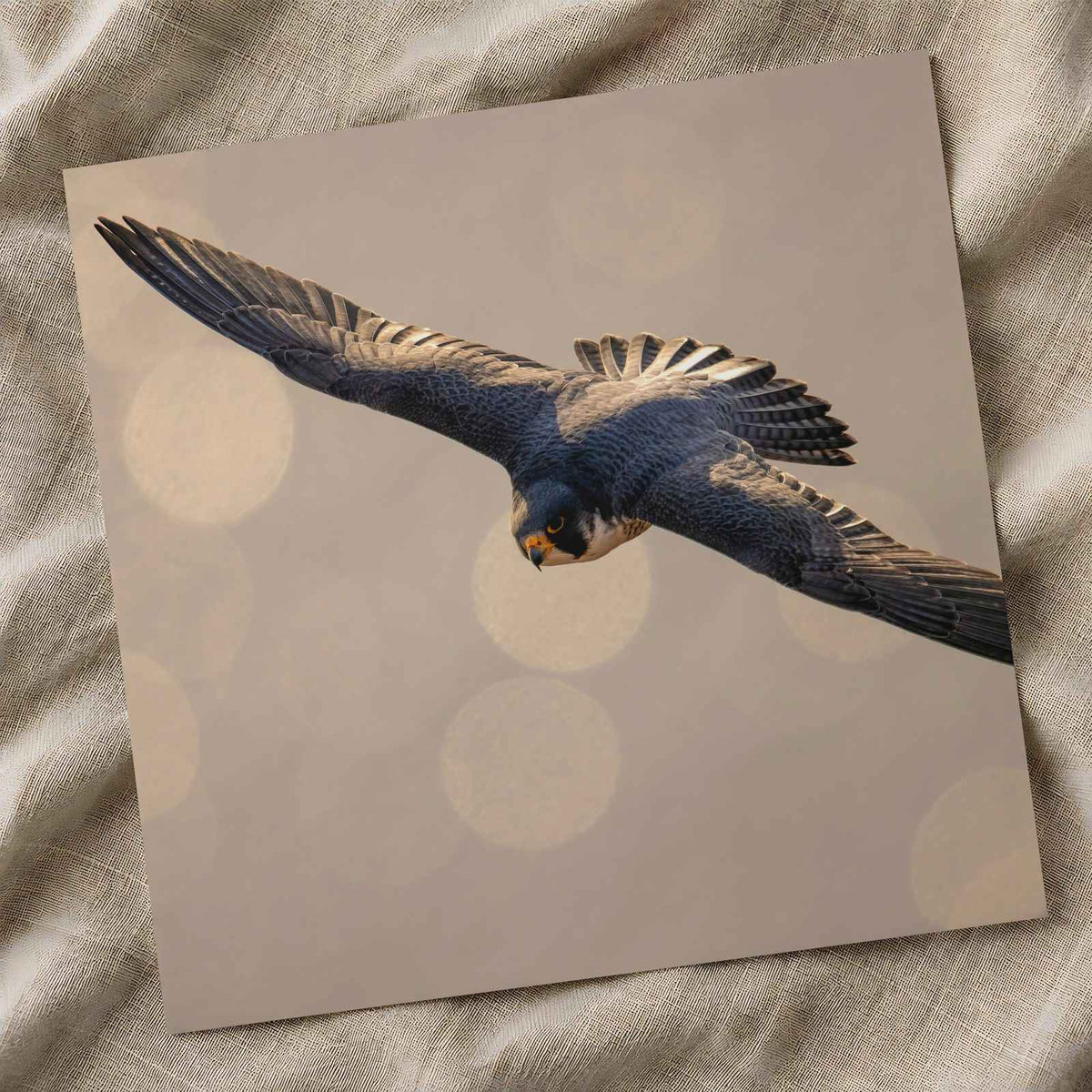 Peregrine Falcon in Flight Photography Print (7 Sizes) - Satin Luster