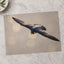Peregrine Falcon in Flight Photography Print (7 Sizes) - Satin Luster
