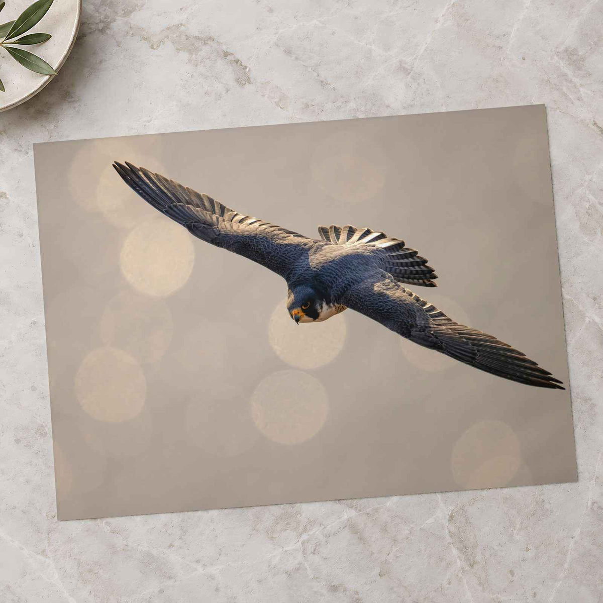 Peregrine Falcon in Flight Photography Print (7 Sizes) - Satin Luster