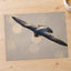 Peregrine Falcon in Flight Photo Print Wall Decor