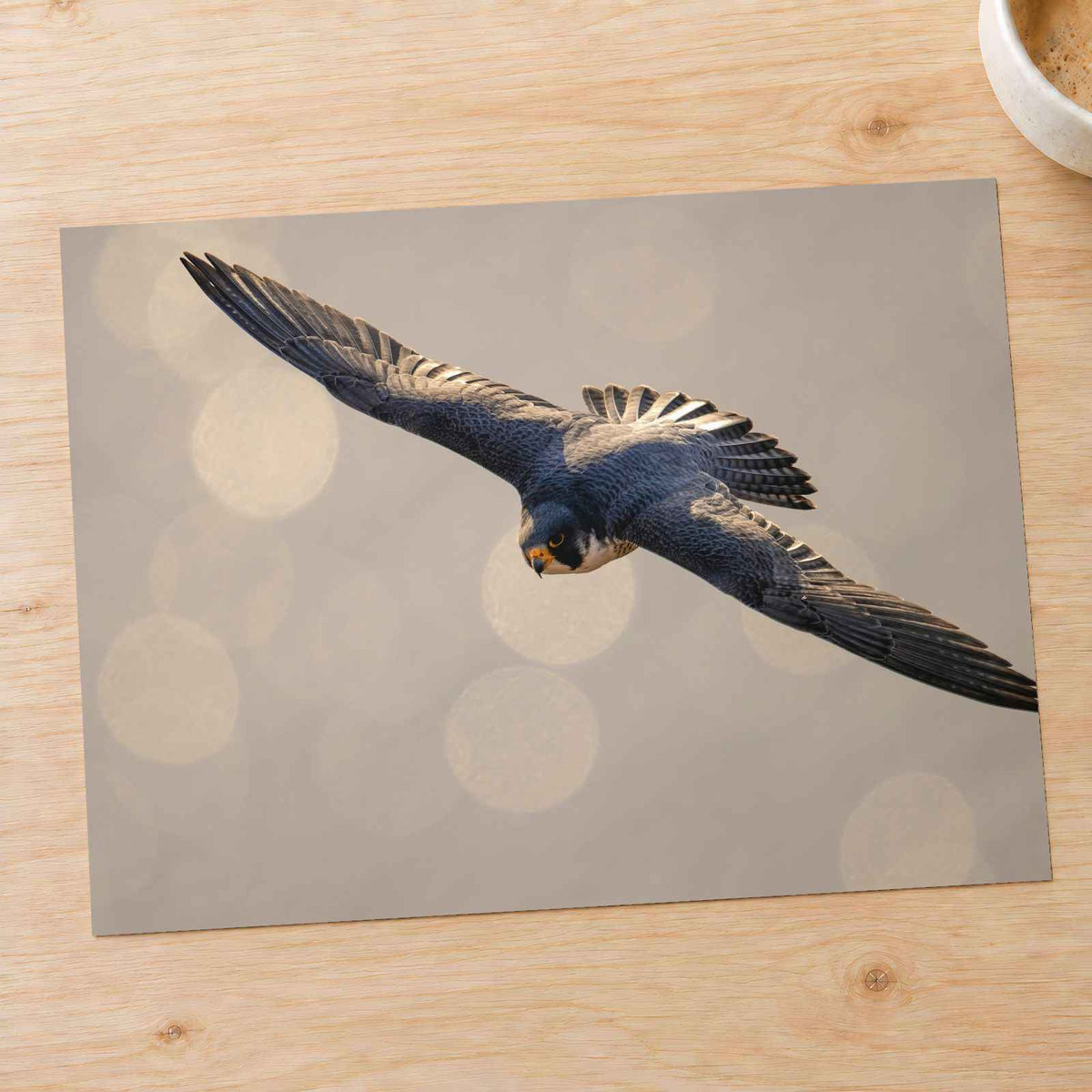 Peregrine Falcon in Flight Photo Print Wall Decor