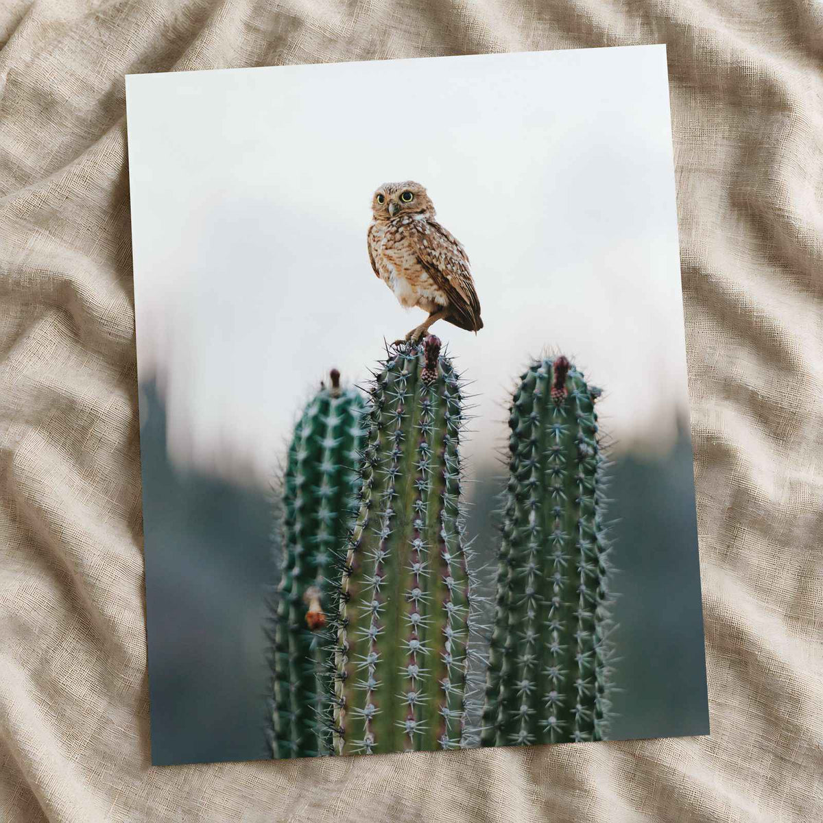 Small Owl Perched Atop a Prickly Cactus Photographic Art Print (7 Sizes)