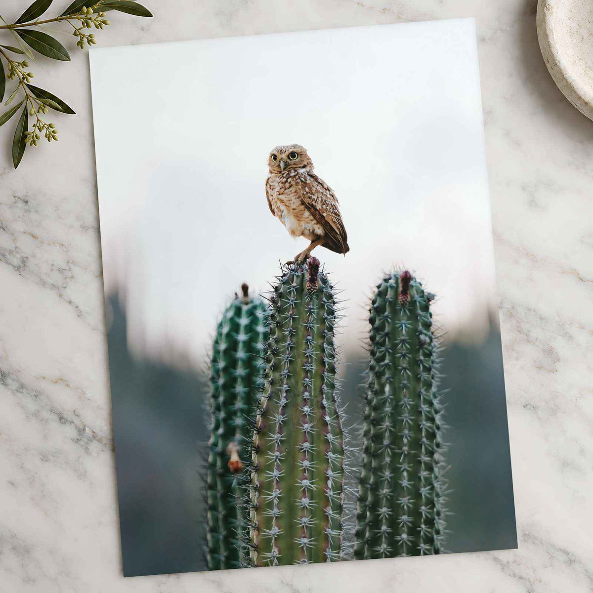 Small Owl Perched Atop a Prickly Cactus Photographic Art Print (7 Sizes)