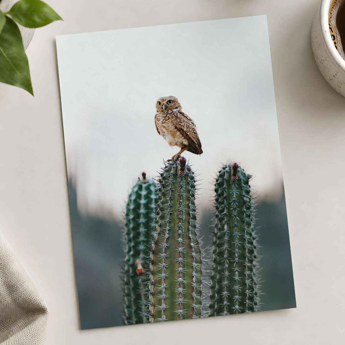 Small Owl Perched Atop a Prickly Cactus Photographic Art Print (7 Sizes)