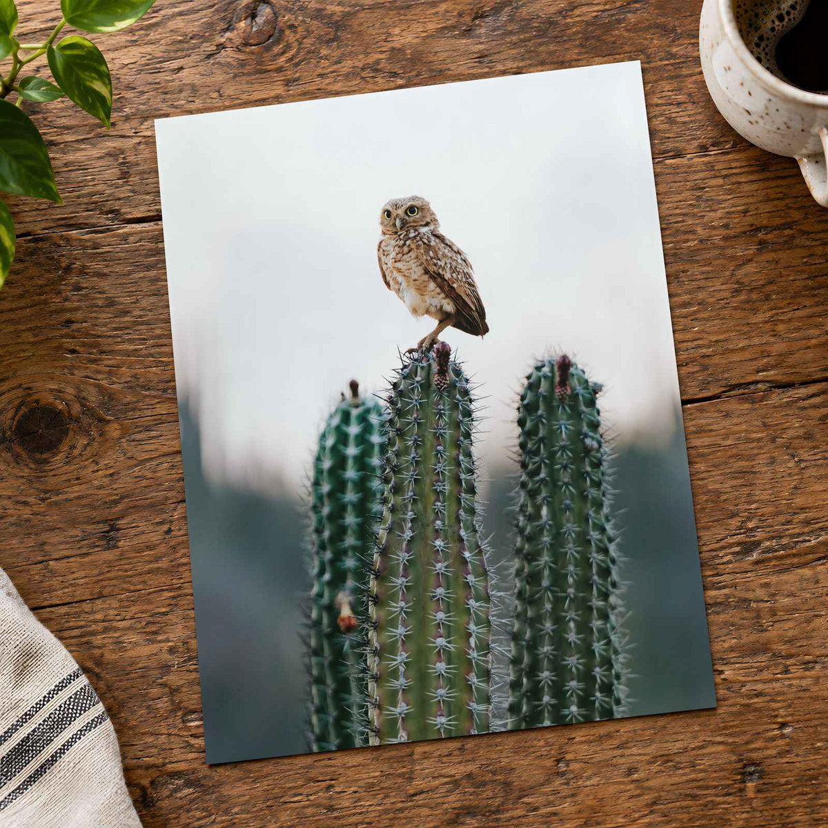 Small Owl Perched Atop a Prickly Cactus Photographic Art Print (7 Sizes)