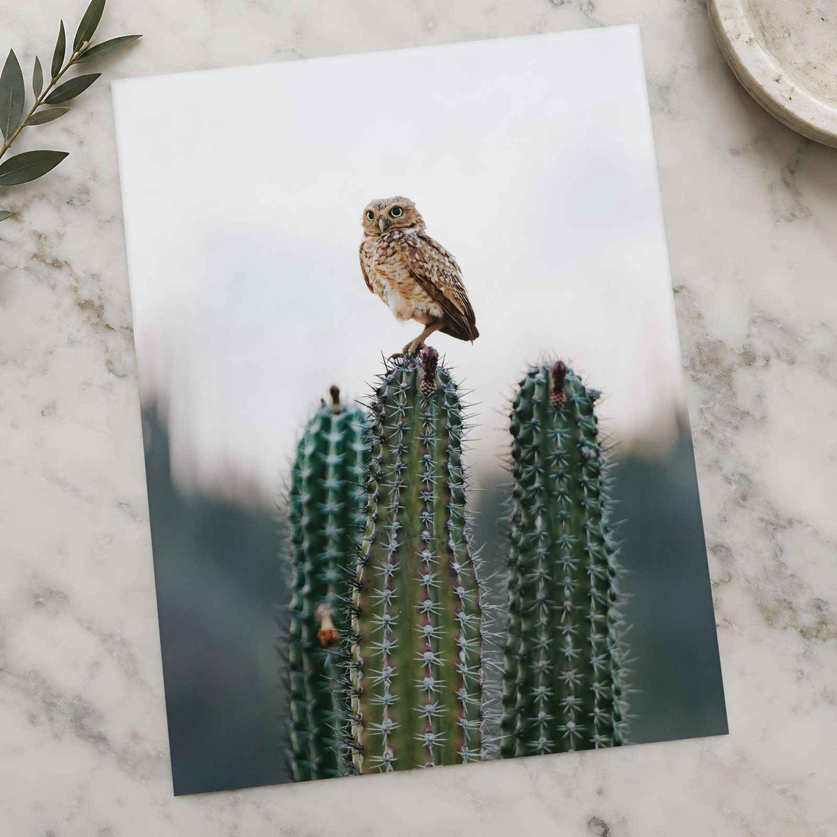 Small Owl Perched Atop a Prickly Cactus Photographic Art Print (7 Sizes)