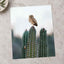 Small Owl Perched Atop a Prickly Cactus by David Courbit Photo Print Wall Decor