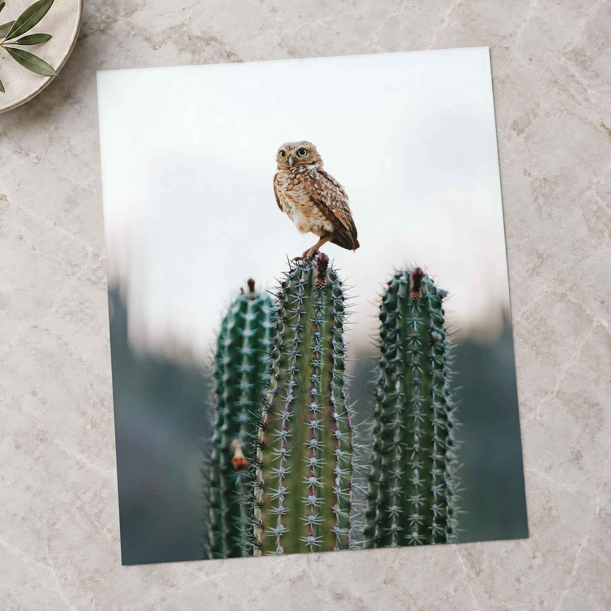 Small Owl Perched Atop a Prickly Cactus by David Courbit Photo Print Wall Decor