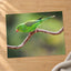 Parakeet Perched on Branch Photographic Art Print (7 Sizes) - Heavyweight