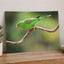 Parakeet Perched on Branch Photographic Art Print (7 Sizes) - Heavyweight